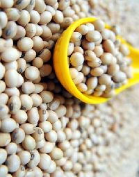 Soya Seed