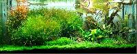 aquatic plants fertilizers