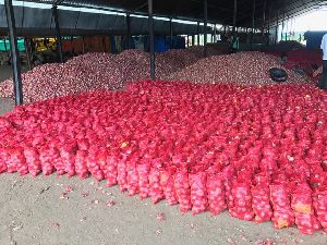 Fresh Red Onion