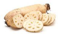 Lotus Root