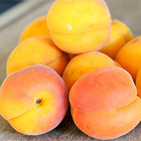 Fresh Apricot