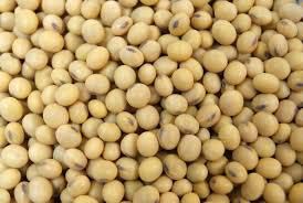 Organic Soybean Seeds