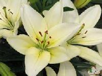 Asiatic Lily Flowers