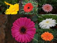 Fresh Cut Gerbera Flower