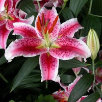 Oriental Lilies Flowers