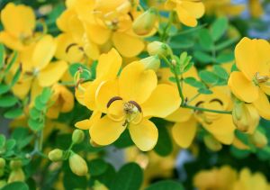 Cassia Auriculata Leaves