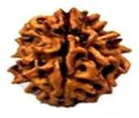 1 Mukhi Rudraksha