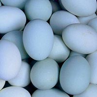 Duck Eggs