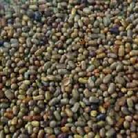 Sesbania Seed