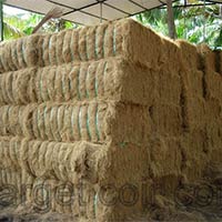 Coir Golden Brown Fiber