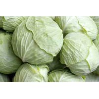 Fresh Cabbage