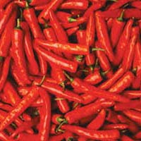 Fresh Red Chilli