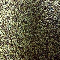 Alfalfa Seeds