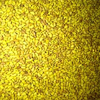 Alfalfa Seeds