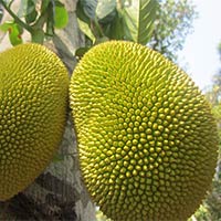 Fresh Jackfruit