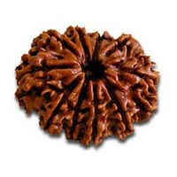 10 Mukhi Rudraksha