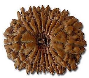 17 Mukhi Rudraksha