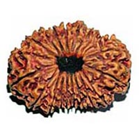 20 Mukhi Rudraksha