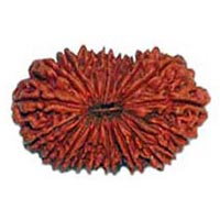 21 Mukhi Rudraksha