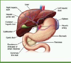 liver care syrup