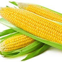 Sweet Corns