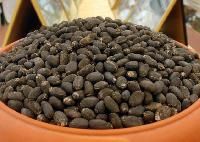 Jatropha Seed