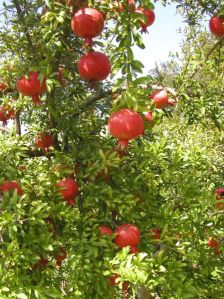 Fresh pomegranate