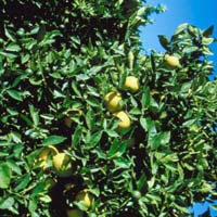 Lemon Plants