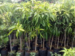 Mango Plants