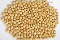 Soybean Seed