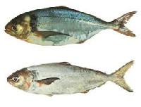 Silver Croaker Fish