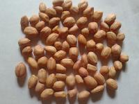 Groundnut Seed