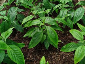 Adhatoda Powder(Adhatoda Vasica)