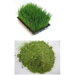 Bermuda Grass Powder (Cynodon Dactylon)