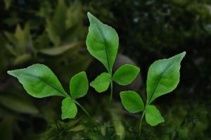 Bilva Leaf Powder (Aegle marmelos)