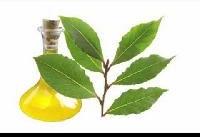 Bay Leaf Oil