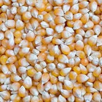 Maize Seeds