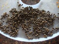 Papaya Seed