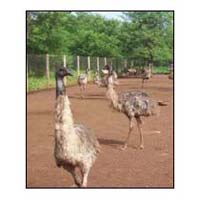 Emu Bird  Meat