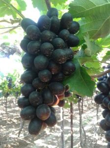 Fresh Black Grapes