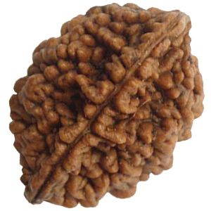 Natural Do 2 Mukhi Rudraksha