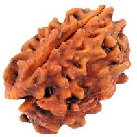 A1007-02 Natural Teen 3 Mukhi Rudraksha