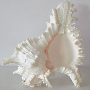 A0350-01 Aquarium Fish Tank Beautiful Looking Shell Ideal