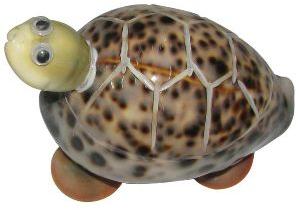 Feng Shui Vasthu Kurma Sea Shells Tortoise - A1033