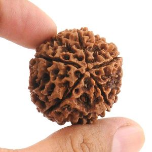 30mm Five Face Panch Mukhi Rudraksha