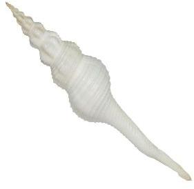 Long Gadha Shankh Natural Sea Shell - A1976