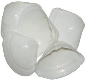 Natural Smooth Sea Shell