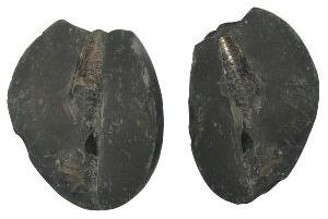 Natural Swarna Shivaling Shaligram Shila Saligram Sila Salagram Stone Saligramam Murti Of Gandaki Ri