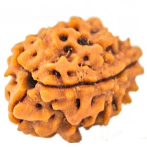 Teen Mukhi Rudraksha Oval Shape Rudraksha - A1007-03