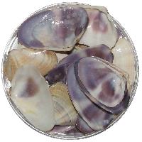 Violet Colour Natural Sea Shells 100 Grams - A1038